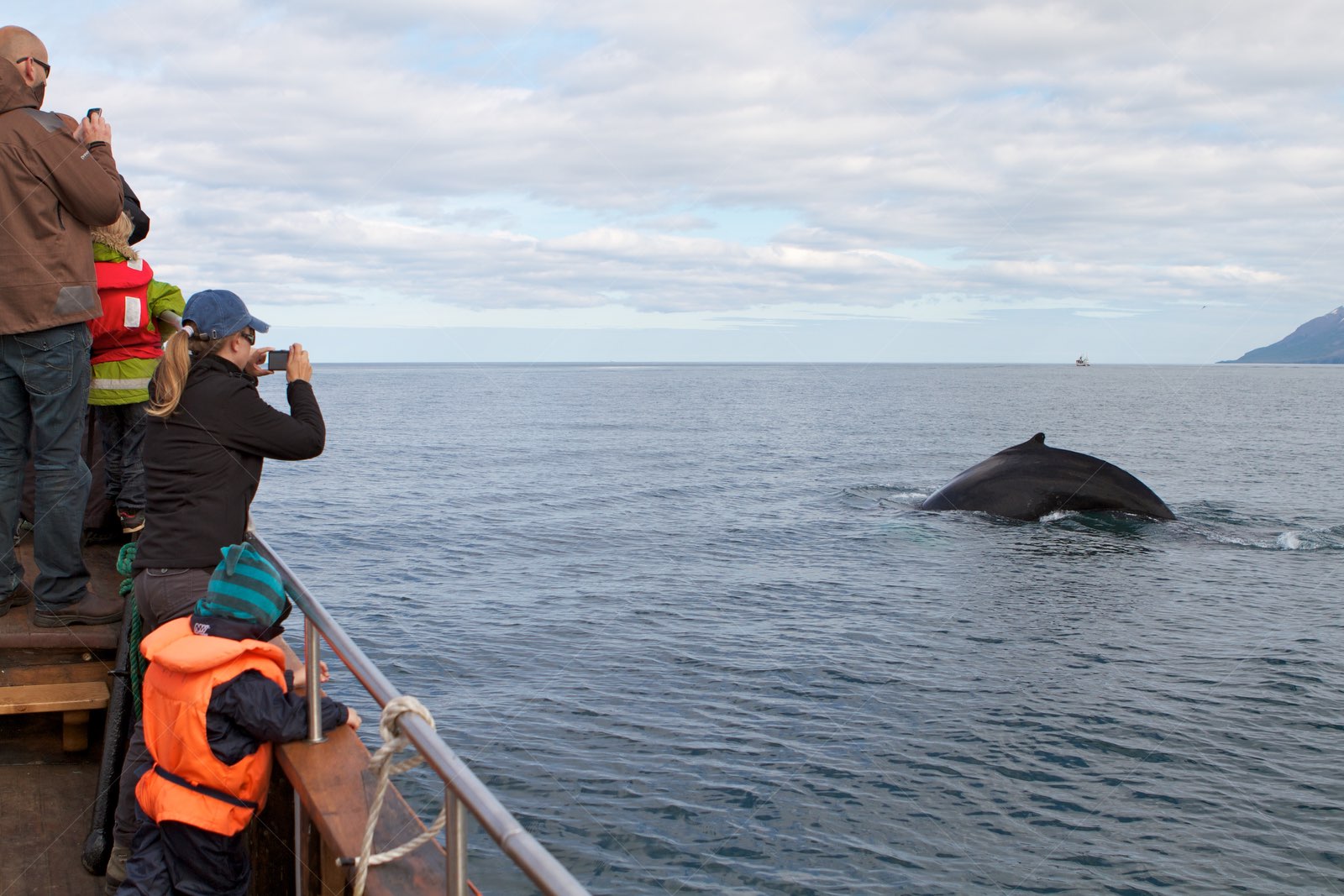 Whale watching