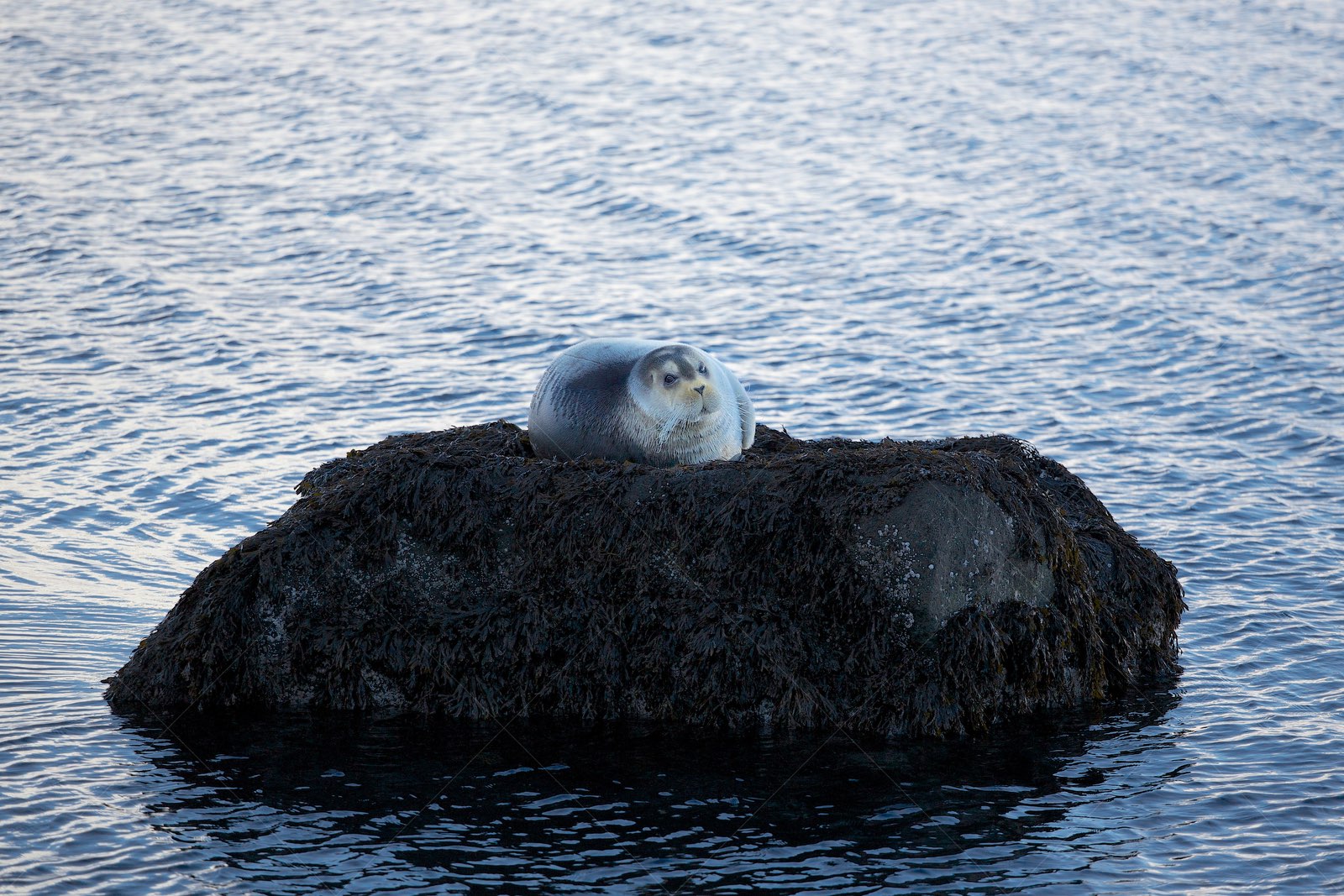 Seal on rock