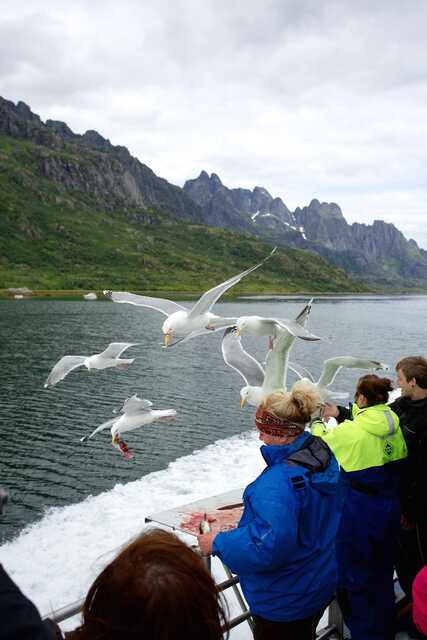 People feeding seagulls on boat near rocky coastline