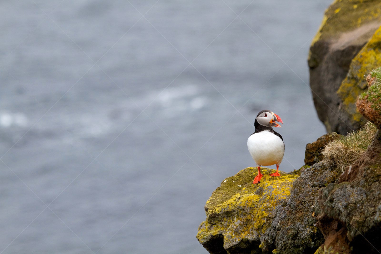 Puffin