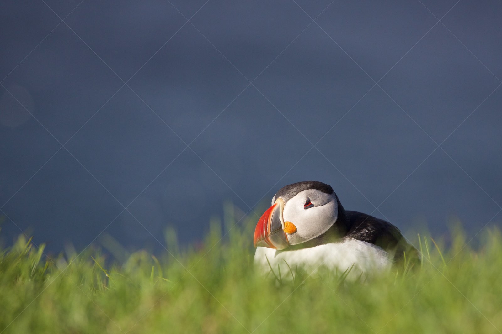 Puffin in grass