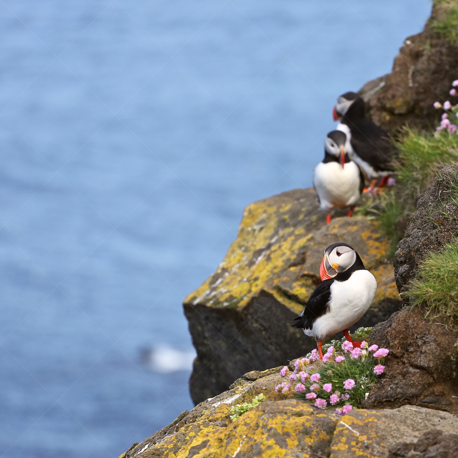 Puffin garden