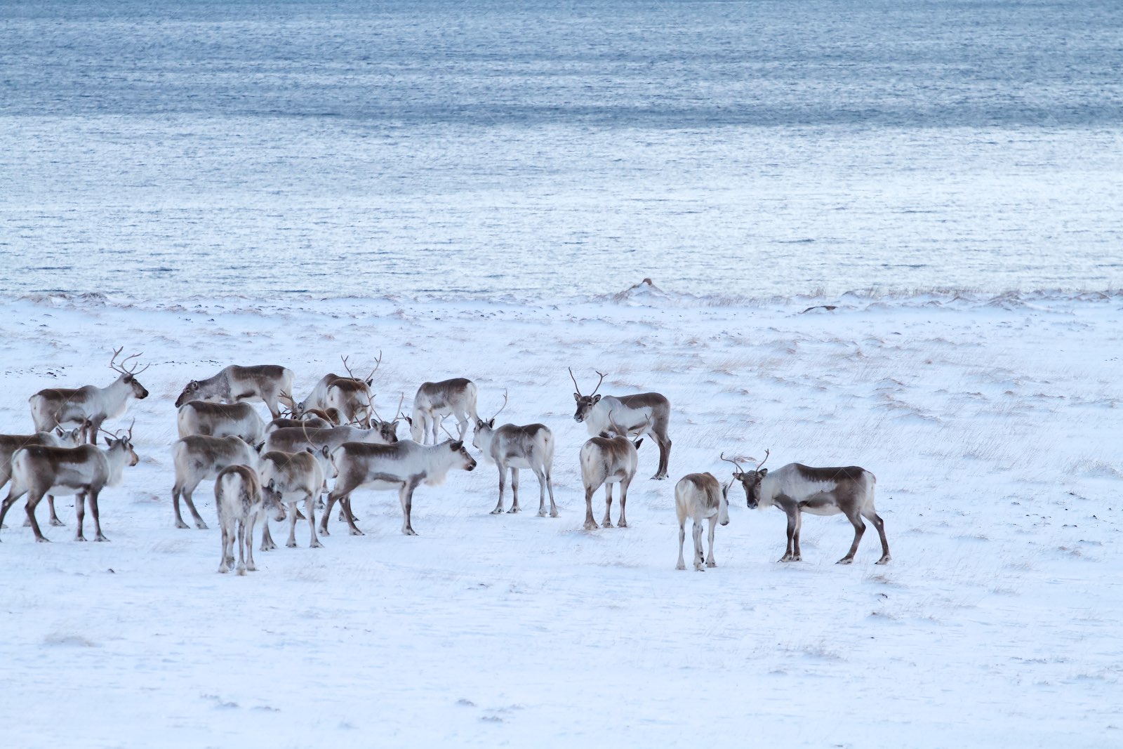 Herd of Reindeer on Snowy Shore in Iceland