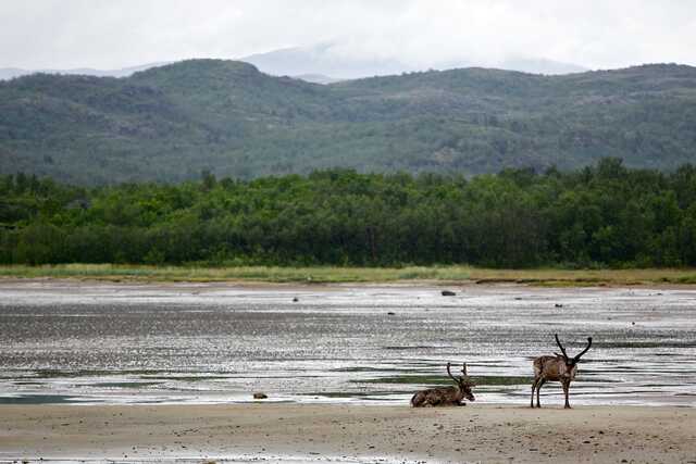 Two reindeer resting on a beach near forested hills