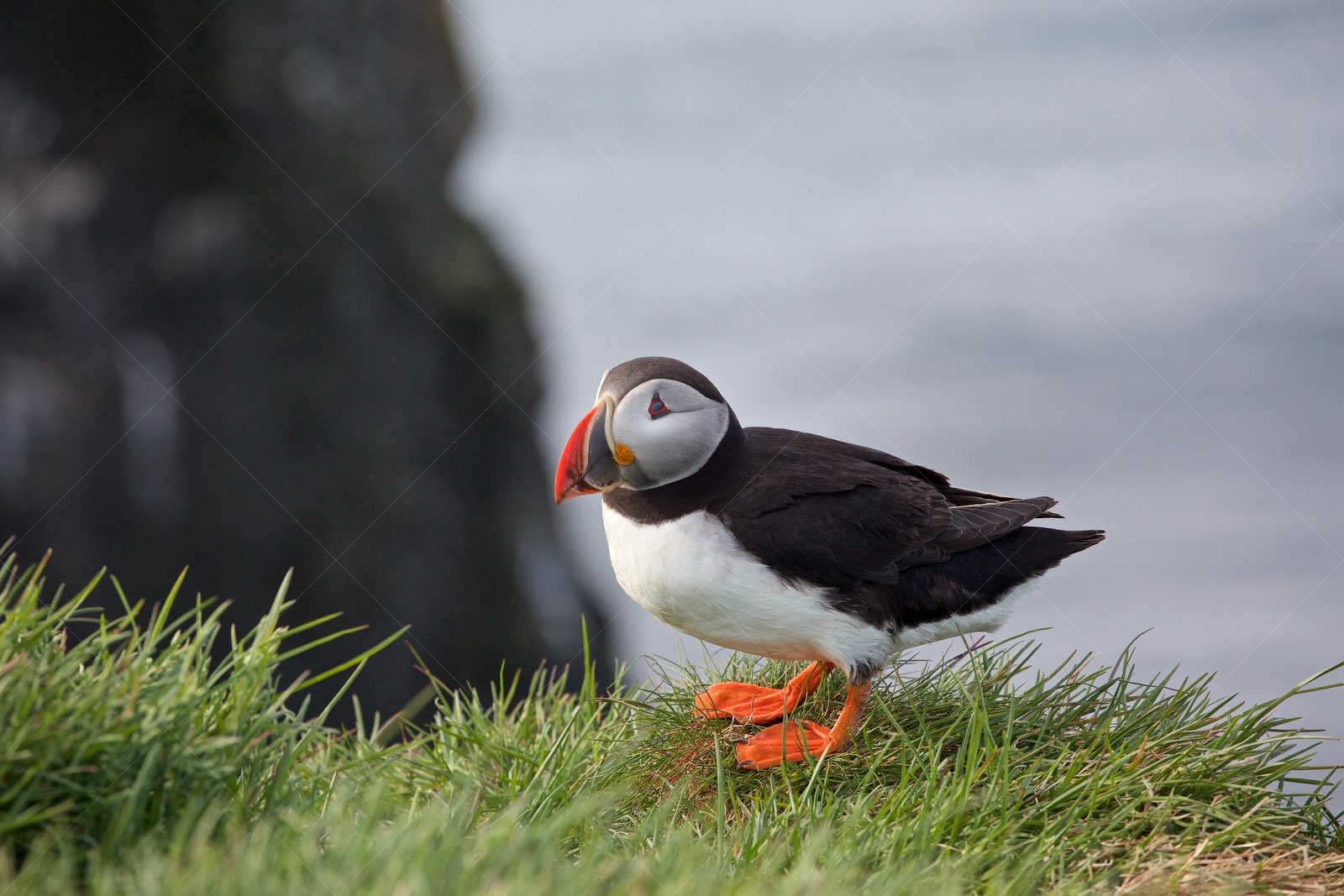 Puffin