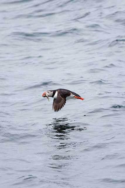 Atlantic puffin flying low over ocean with fish in beak