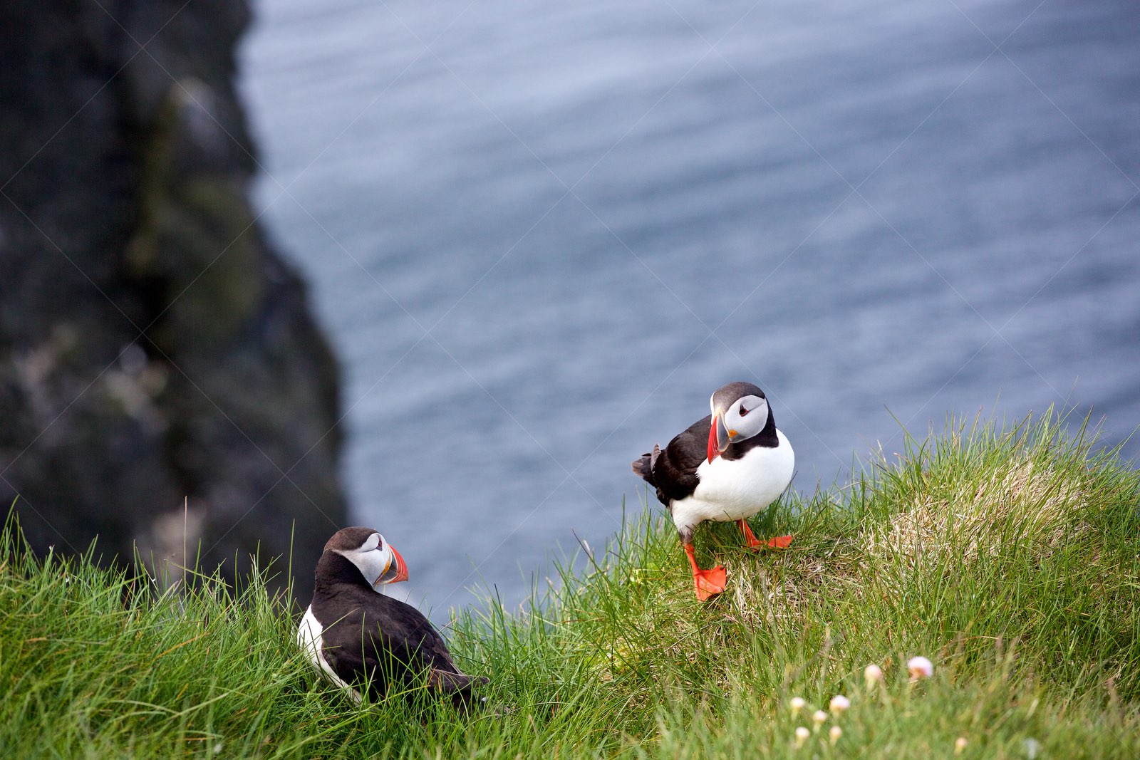 Puffins