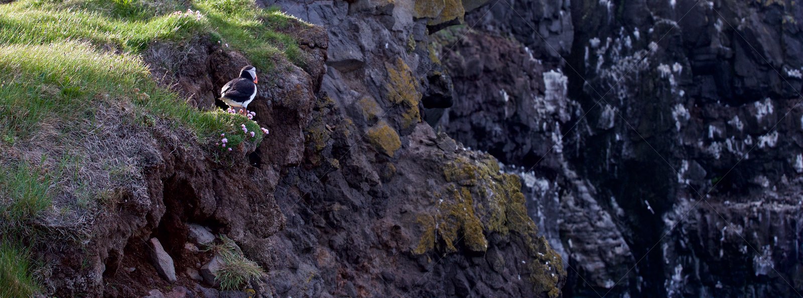 Puffin lookout spot