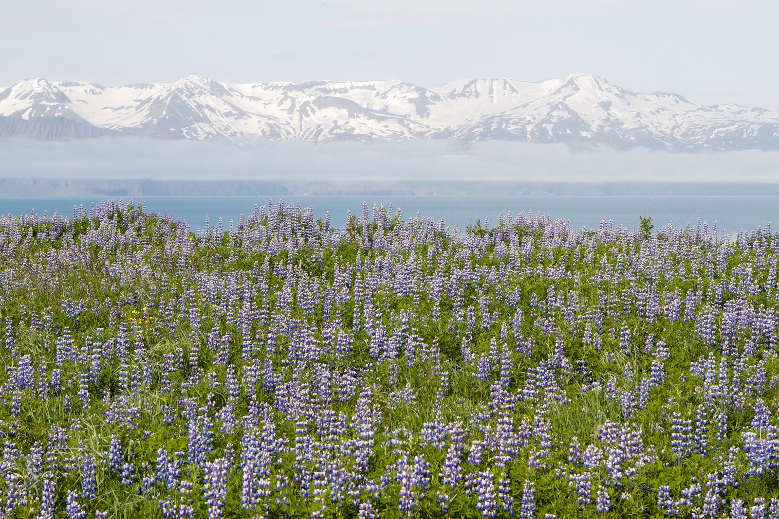 Lupins