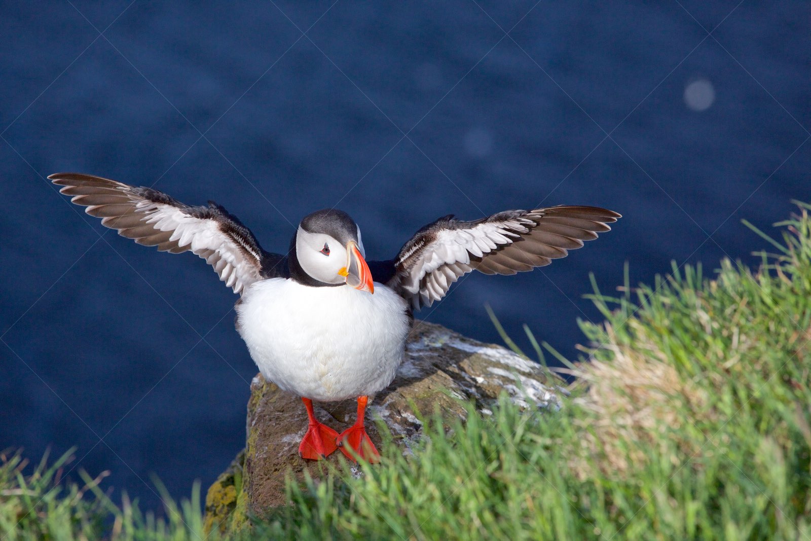 Puffin with wings spread