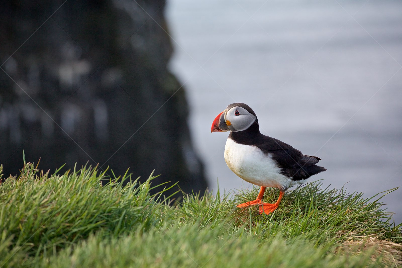 Puffin