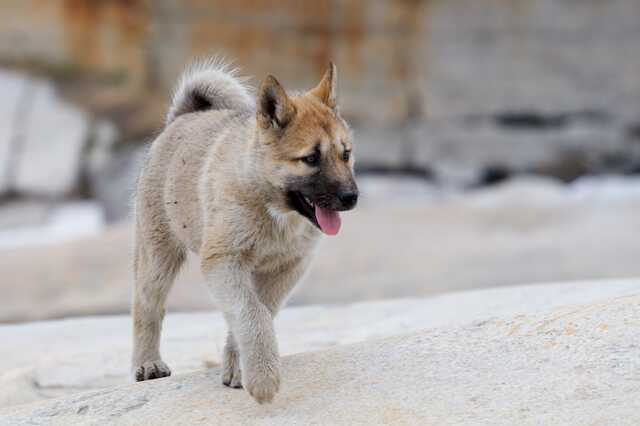 Sledge dog puppy walking on rocky terrain in Greenland