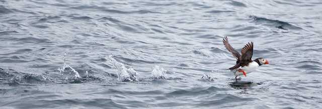 Atlantic Puffin Taking Off Over Ocean Water
