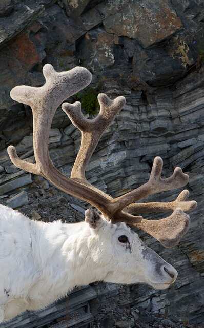 Close-up of white reindeer with large velvet antlers